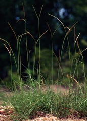 <p>nonnative. Paspalum urvillei</p>