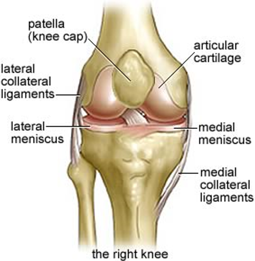 <p>Knee</p>