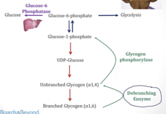 <p>- Debranching enzyme deficiency </p><p>- MOA: Cannot break down 1-6 linkages</p><p>Gluconeogenesis is intact</p>