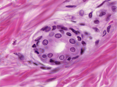 <p>Identify</p>