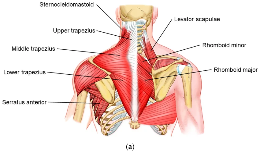 <p>origin → spinous process of vertebrae T2-T5</p><p>insertion → medial border of the scapula (from the inferior angle to the root of the spine of scapula)</p><p>action → draws the scapula superomedially and rotates the glenoid cavity inferiorly at the scapulothoracic joint, supports the position of the scapula</p><p>innervation → dorsal scapular nerve (C4-C5)</p><p>blood supply → dorsal scapular artery, deep branch of transverse vervical artery, dorsal branch of upper 5 or 6 posterior intercostal arteries</p>