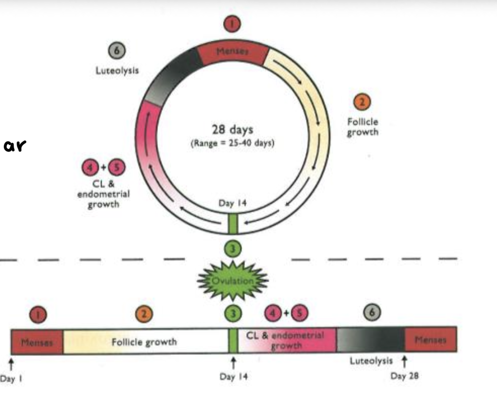 <p>1) Menstruation</p><p>2) Follicular Growth</p><p>3) Ovulation</p><p>4) Lutenization - formation of CL</p><p>5) Endometrial growth - thickening for embryo</p><p>6) Luteolysis - decreases P4 so support for endometrial lining leaves so menses</p><p>1-3 are follicular phase and 4-6 are luteal phase</p>