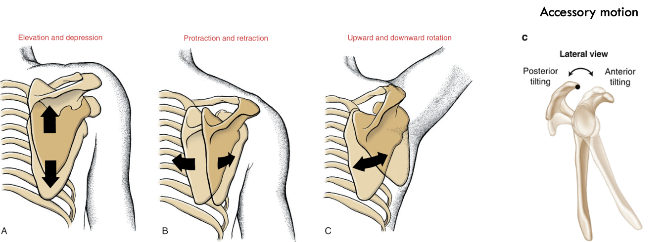 <p>scapulothoracic (ST) joint motions</p>