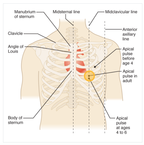 <p>apex of the heart (L side of the chest at the 5th intercostal space at the midclavicular line; bottom of the heart)</p>