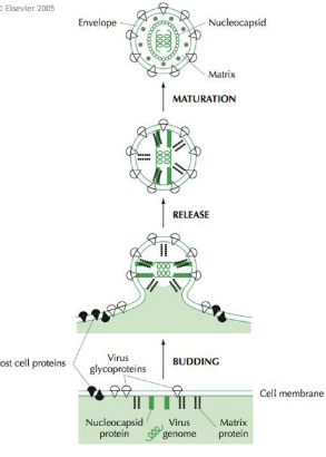 <ul><li><p><span style="background-color: transparent;"><strong>An unbroken lipid bilayer coating is effectively inert, and would not permit recognition of receptor molecules on the host cell – therefore, viruses incorporate viral proteins (glycoproteins) into the cellular membrane</strong></span></p></li></ul><p></p>