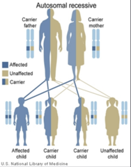 <p>- Homozygotes (recessive)</p><p>- Compound heterozygotes</p>