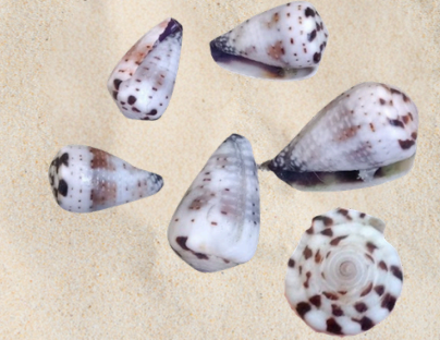 <p>no local name</p>