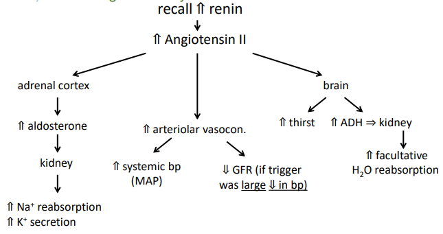 <ul><li><p>renin from juxtaglomerular cells</p></li></ul><p></p>