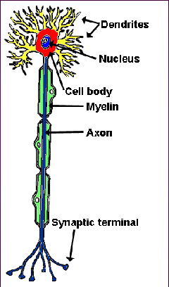 Also an example of a multipolar neuron