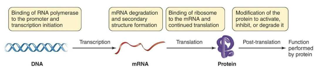 <ul><li><p>Cells don’t require all gene products at all times</p><ul><li><p><strong><em>Constitutive genes</em></strong> do need to be constantly “on.”</p></li><li><p><strong><em>Inducible genes </em></strong>are only required at particular times.</p></li></ul></li><li><p>Basic control of gene expression can take place during transcription, translation, or after translation.</p></li></ul><p></p>