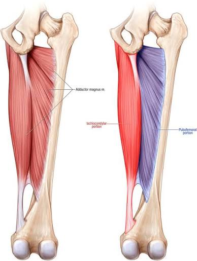 <p>Deep Hip External Rotators</p>