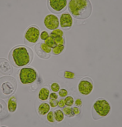 <p>Identify whether this Chlorophyta genus is unicellular or multicellular.</p>