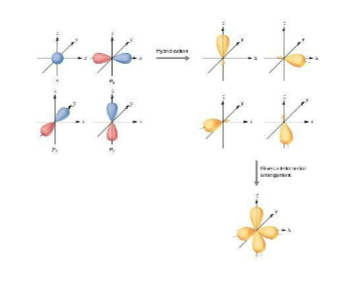 <p>the hybridization of an s orbital (blue) and three p orbitals (red) produces</p>