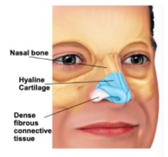 <p>root, bridge, dorsum nasi, frontal maxillary bones, and septal alar cartilages</p>