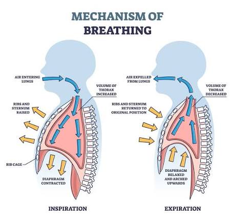 <p>The diaphragm relaxes, ribs pull inward, lung pressure rises, and CO2 rich air is pushed from the alveoli up through the bronchioles → bronchi → trachea → out through the nose or mouth</p>