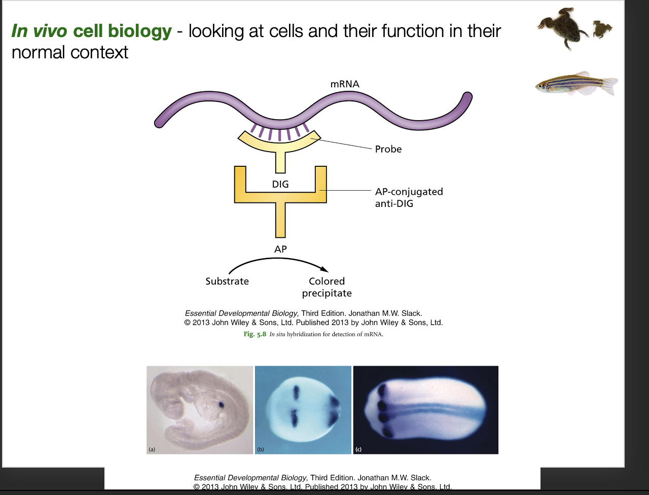 <ol start="3"><li><p>In vivo cell biology→ looking at cells and their function in their normal context <strong>Technique to find where and right time</strong></p></li></ol><p></p>