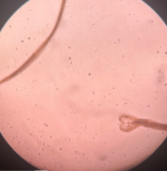 <p>přežvýkavci</p>