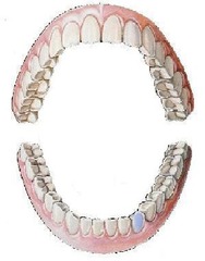 <p>mandibular left canine</p>
