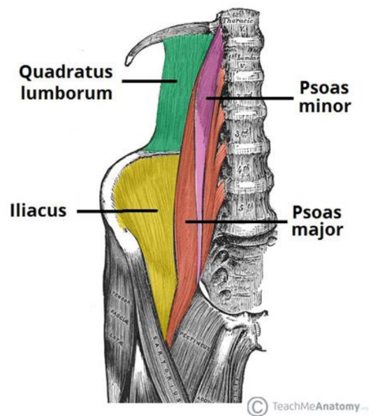 <ul><li><p>quadratus lumborum</p></li><li><p>psoas major + minor</p></li><li><p>iliacus</p></li></ul><p></p>