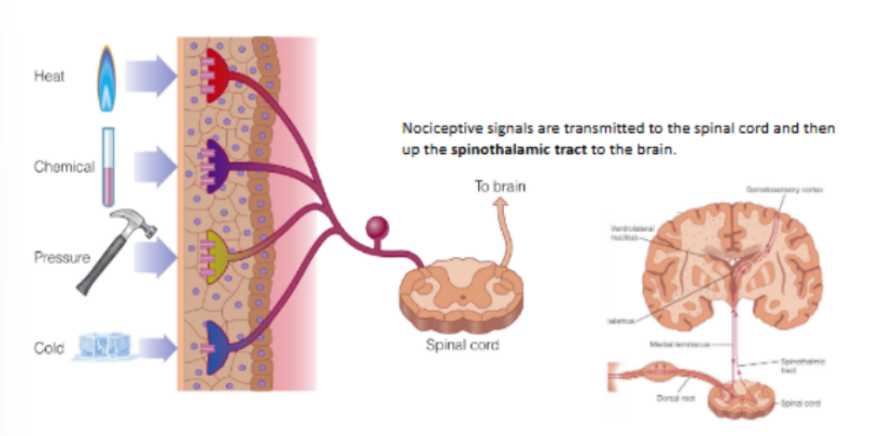<p><strong><u>all nociceptive receptors go into the dorsal root of SC</u></strong>, where cell bodies reside in the <strong><u>dorsal root ganglion</u></strong></p><p>BUT the output/signals from the dorsal root ganglion project up <u>via </u><strong><u>spinothalamic tract</u></strong>, NOT the medial lemniscal tract</p><p>(^ medial lemniscal tract is for <strong>touch </strong>&amp; proprioception)</p>