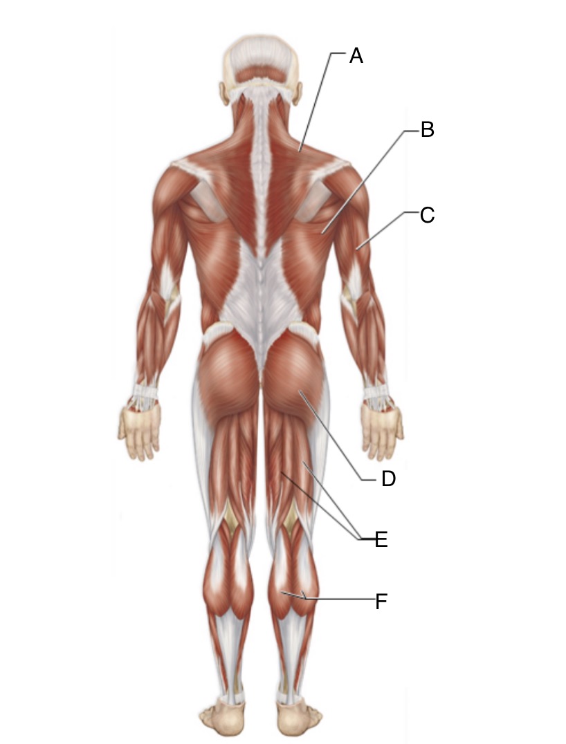 <p>Identify F and describe function</p>