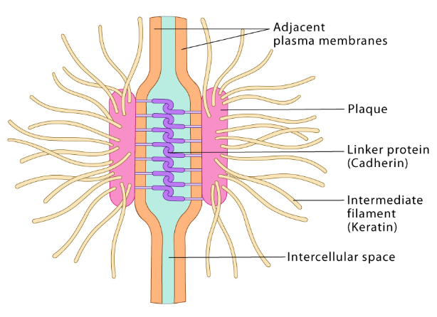 <ul><li><p>Attachments between cells</p></li><li><p>Exist between cells throughout the entire epidermis</p></li><li><p>New cells are pushed up in concert from basal layer</p></li><li><p>Undergo modifications as cells progress outward from basal layer</p></li><li><p>They are broken down to allow cells to slough off as they reach the surface of the skin</p></li></ul><p></p>