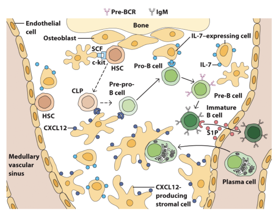<p><strong>B-cell development in the bone marrow</strong></p><ul><li><p>_ structure is dynamic &amp; complex.</p></li><li><p>_ differentiate into many cell types</p></li><li><p>_ provide support &amp; growth factors</p><ul><li><p>Soluble mediators</p></li><li><p>Cell surface molecules</p></li></ul></li></ul><p></p><p><strong>Examples for EARLY B cell development</strong></p><ul><li><p>SCF (stem cell factor) on stromal cells binds to c-kit on HSCs.</p></li><li><p>CXCL12 on stromal cells -> supports differentiation to pro-B cell stage.</p></li><li><p>IL-7 – growth factor for lymphoid cells -> supports differentiation to pre-B cell stage.</p></li></ul><p></p>