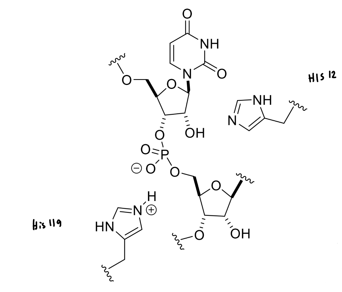 <p>show the mechanism of RNase</p>