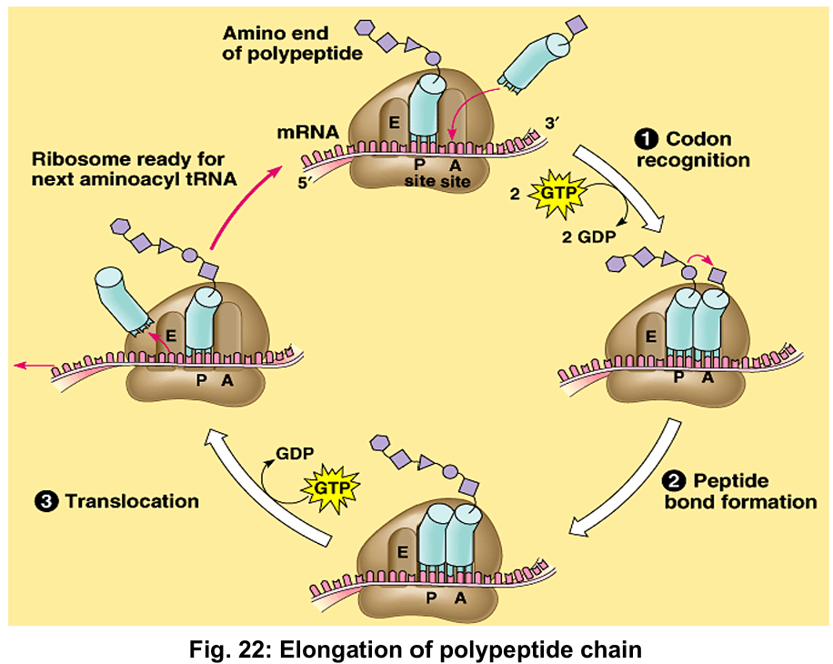 <ol start="6"><li><p>the second amino acyl-tRNA complex with anticodon complementary to second codon on mRNA binds to mRNA at ”A” site of ribosome</p></li><li><p>formation of a peptide bond between first and second amino acid, using energy from hydrolysis of GTP (a molecule similar to ATP), catalysed by peptidyl transferase (RNA enzyme) on large subunit of ribosome</p></li><li><p>ribosome moves along mRNA to next codon in the 5’ to 3’ direction (once the peptide bond is formed)</p><ul><li><p>the ribosome “reads” mRNA in the 5’ to 3’ direction</p></li></ul></li><li><p>the first tRNA, now at ”E” site, is released into cytoplasm</p><ul><li><p>recycled to attach to respective amino acid</p></li></ul></li><li><p>the second amino acyl-tRNA complex moves from “A” site to “P” site, and the “A” site is available for next amino acyl-tRNA complex with anticodon complementary to third codon on mRNA [polypeptide chain is synthesized from the amino to carboxyl end]</p></li><li><p>the process is repeated until the ribosome reaches the “stop” codon on the mRNA</p></li></ol><p></p>