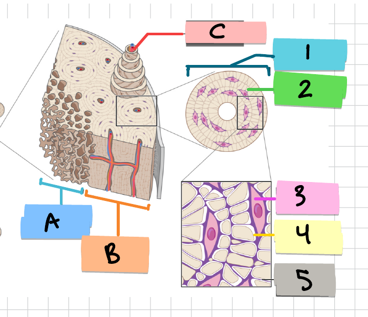 <p>What are 1 and 2?</p>