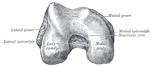 <p>What landmark within Femur?</p>