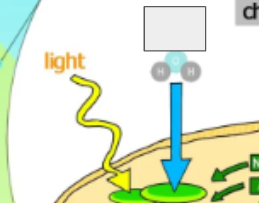 <p>photosynthesis cycle: name the step </p>