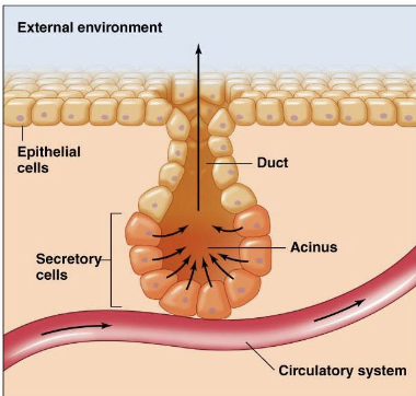 <p>ducts to an epithelial surface, body opening, or space</p>