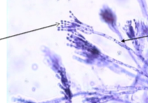 <p>what is this?</p>