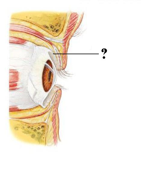 <p>Identify the indicated layer</p>