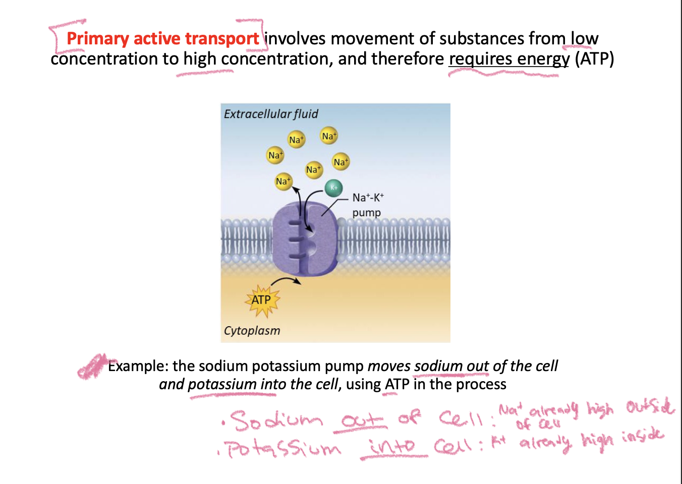 knowt flashcard image