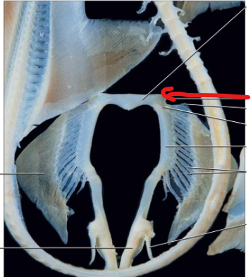 <p>A smooth surface on the posterolateral aspect of the puboischiadic bar where the pelvic fins articulate.</p>