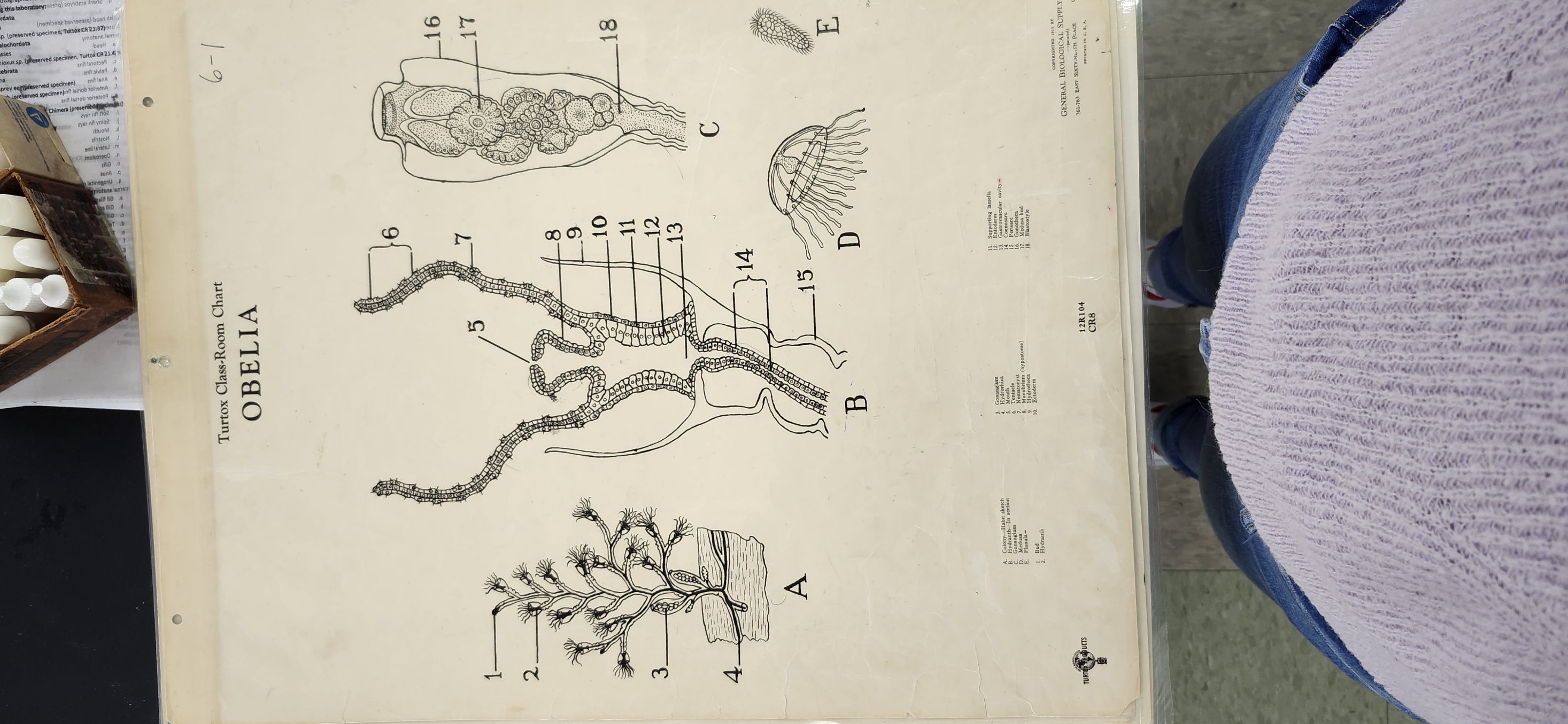 <p>Identify the following structures of Obelia on the Turtox chart CR 6.8 A2 A3, CR 8</p><p>Polyp form </p><p>Mouth </p><p>Gastrovascular cavity </p><p>Hypostome </p><p>Coenosarc </p><p>Perisarc </p><p>Hydranth = feeding polyp </p><p>Hydrotheca </p><p>Gonangium = reproductive polyp </p><p>Gonotheca </p><p>Blastostyle </p><p>Medusa bud </p><p>Medusa stage </p><p>Planula larva </p><p>Vellum</p><p></p>
