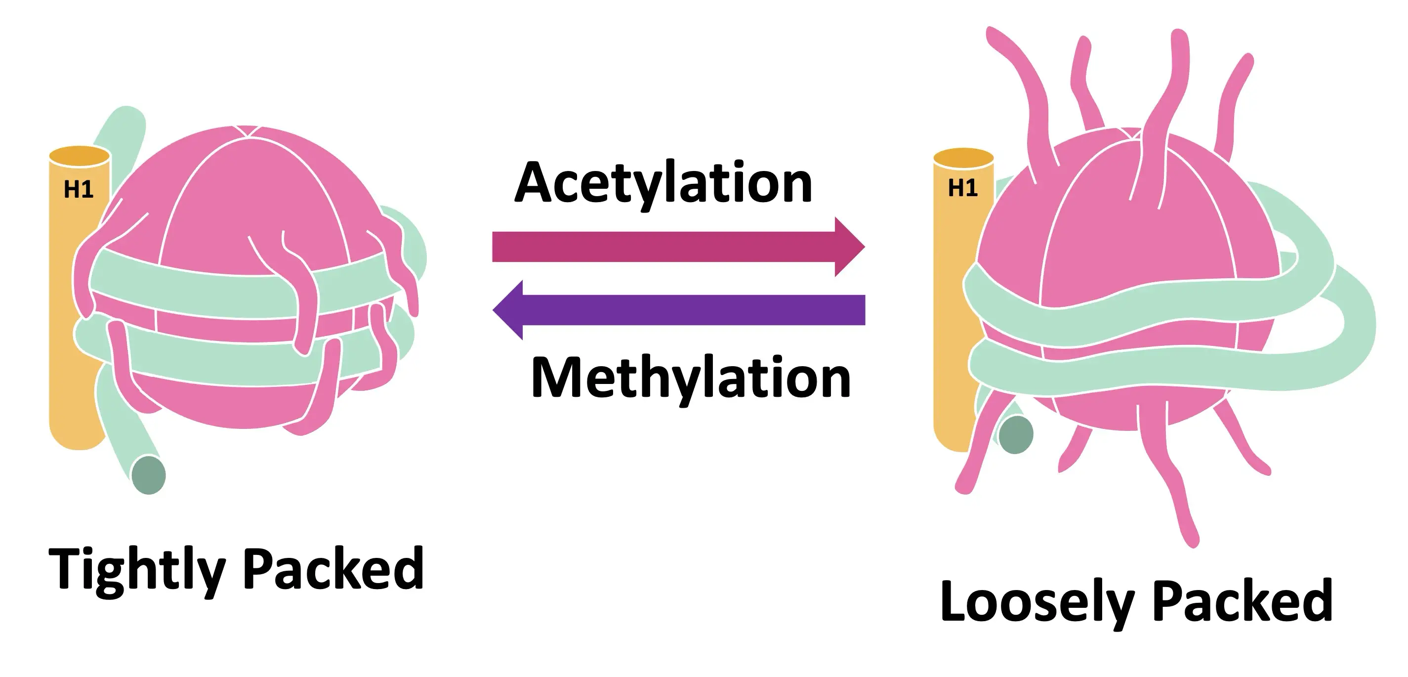 <p>What does adding an acetyl group (acetylation) to a histone protein do?</p>