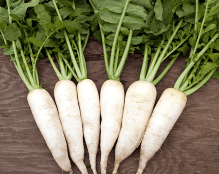 <p>radish</p>