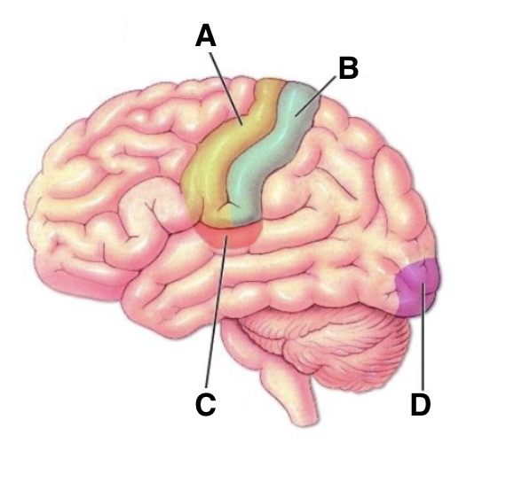 <p>somato-sensory cortex</p>