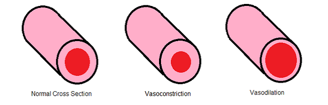 <p>Vasoconstrictors</p>