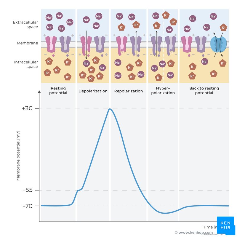 <p>Action potential steps </p>