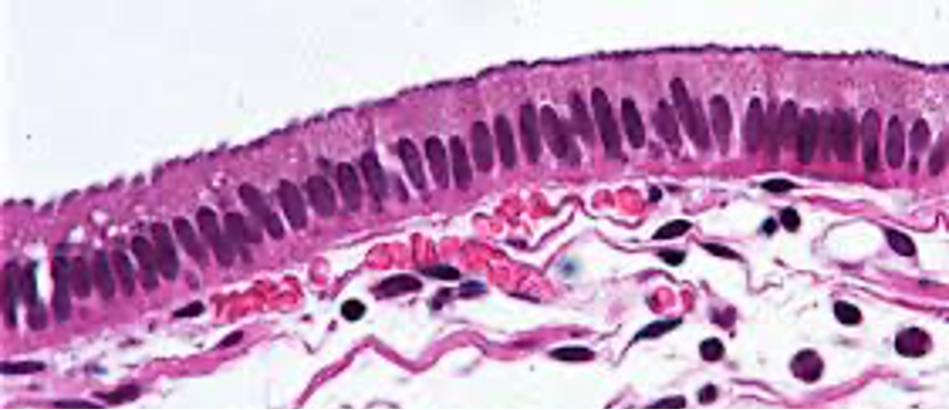 <p>intestines</p>