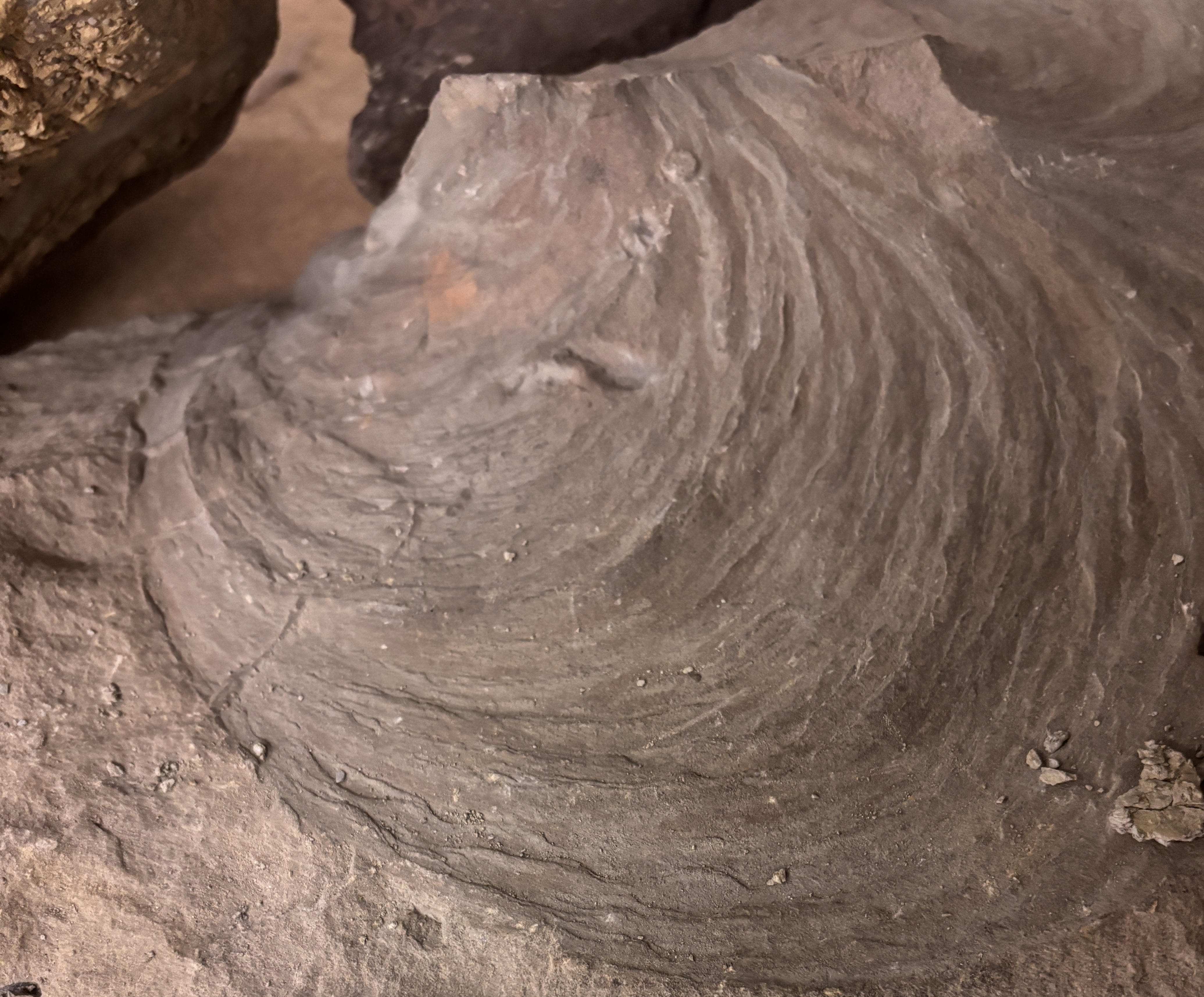 <p>wispy, rooftop</p>