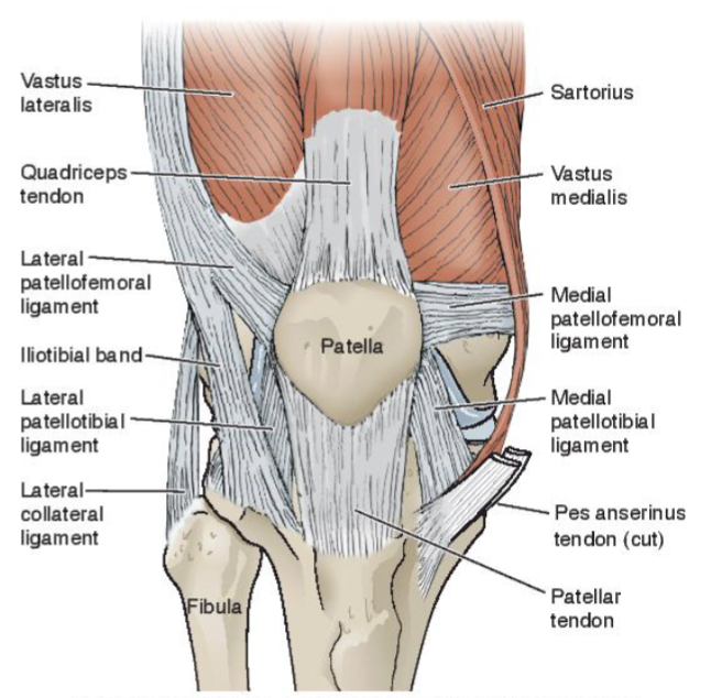 <p>Joint Capsule fibrous layer</p>