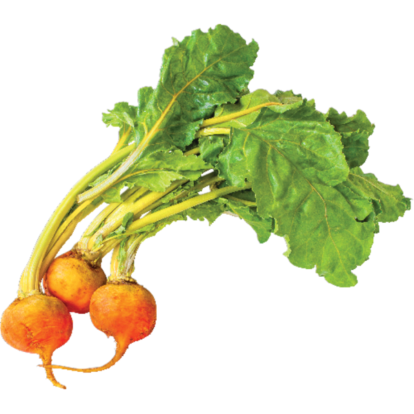 <p>Organic Bunch Gold Beets</p>