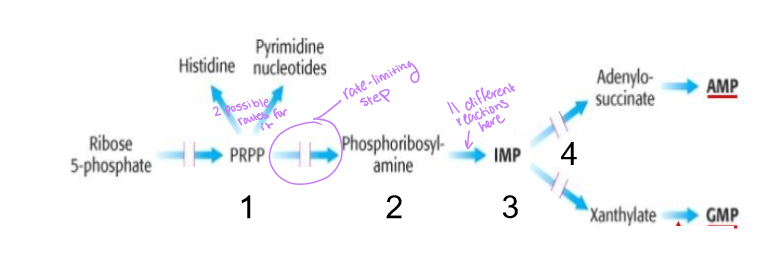 <p>phosphoribosylpyrophosphate (PRPP) is produced, then phosphoribosylamine, then IMP (inosine monophosphate), then AMP/GMP</p>