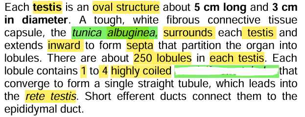 <p><strong><u>Testes Structure</u></strong></p><ul><li><p>Inside these tubules contains the <span style="color: yellow;">sertoli cells</span>.</p><ul><li><p>Sertoli cells are <span style="color: yellow;">target cells </span>of your <span style="color: yellow;">hormones</span></p></li></ul></li><li><p>This is where <span style="color: yellow;">sperm cells</span> are produced</p></li></ul><p></p>
