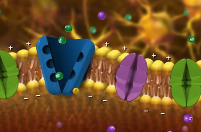 <p><span>How do neurons transmit information?</span></p>
